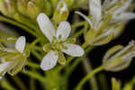 Narrowleaf bittercress